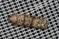 Dioryctria abietella