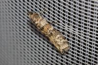 Dioryctria abietella