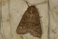 Hoplodrina octogenaria