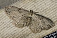 Anticollix sparsata