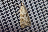 Scoparia pyralella