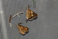 Bupalus piniaria