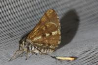 Bupalus piniaria