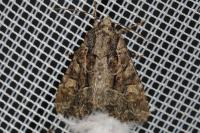 Lacanobia thalassina