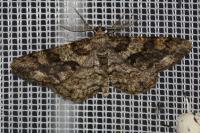 Peribatodes secundaria secundaria