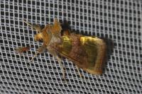 Diachrysia chrysitis