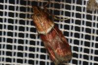 Acrobasis repandana