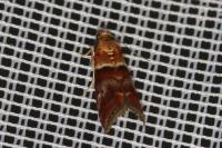 Acrobasis repandana