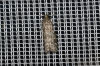 Dioryctria simplicella