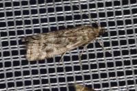Dioryctria simplicella