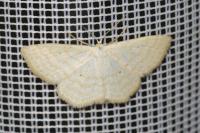 Scopula immutata