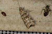 Dioryctria