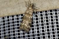 Dioryctria