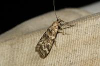 Dioryctria