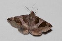Dysgonia algira