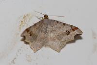 Macaria alternata