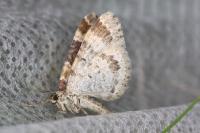Xanthorhoe spadicearia