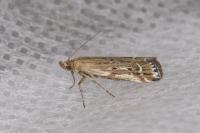 Pempeliella ornatella