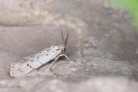 Coscinia cribraria