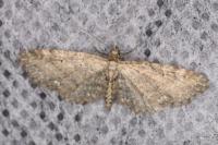 Eupithecia vulgata