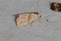 Eublemma parva
