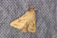 Malacosoma castrense