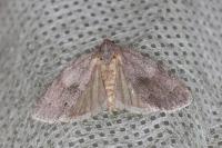 Bryonycta pineti