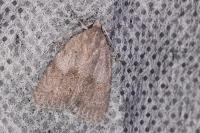 Bryonycta pineti