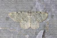 Charissa glaucinaria