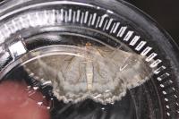 Charissa glaucinaria