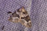 Thera britannica/variata