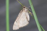 Thera britannica/variata