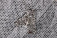 Acronicta aceris