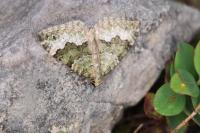 Colostygia aptata