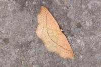 Cyclophora linearia