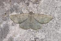 Gnophos obfuscata