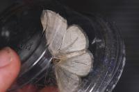 Gnophos obfuscata