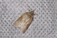 Nycteola revayana