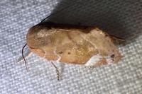 Cosmia affinis