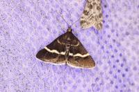Pyrausta cingulata