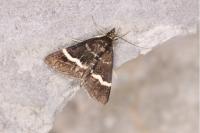 Pyrausta cingulata
