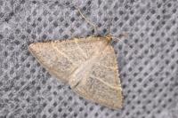 Perigune narbonea