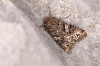 Anarta odontites