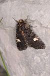 Melanchra persicariae