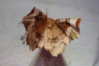 Selenia tetralunaria