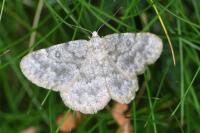 Charissa mucidaria