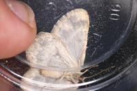 Charissa mucidaria