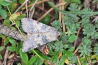 Hadena caesia grisea
