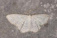Scopula incanata