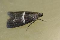 Elegia similella/atrifasciella